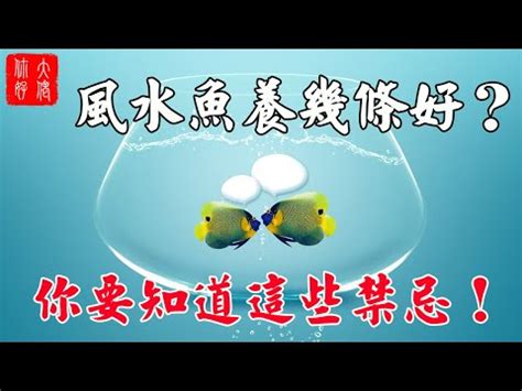 魚缸魚隻數量